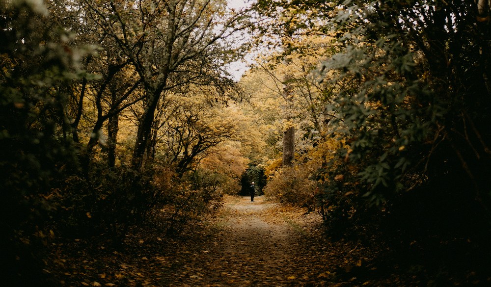Woodland area - Autumn in Ayrshire